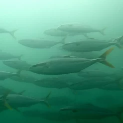 KK Double K Nose Clip With Strap Spearfish