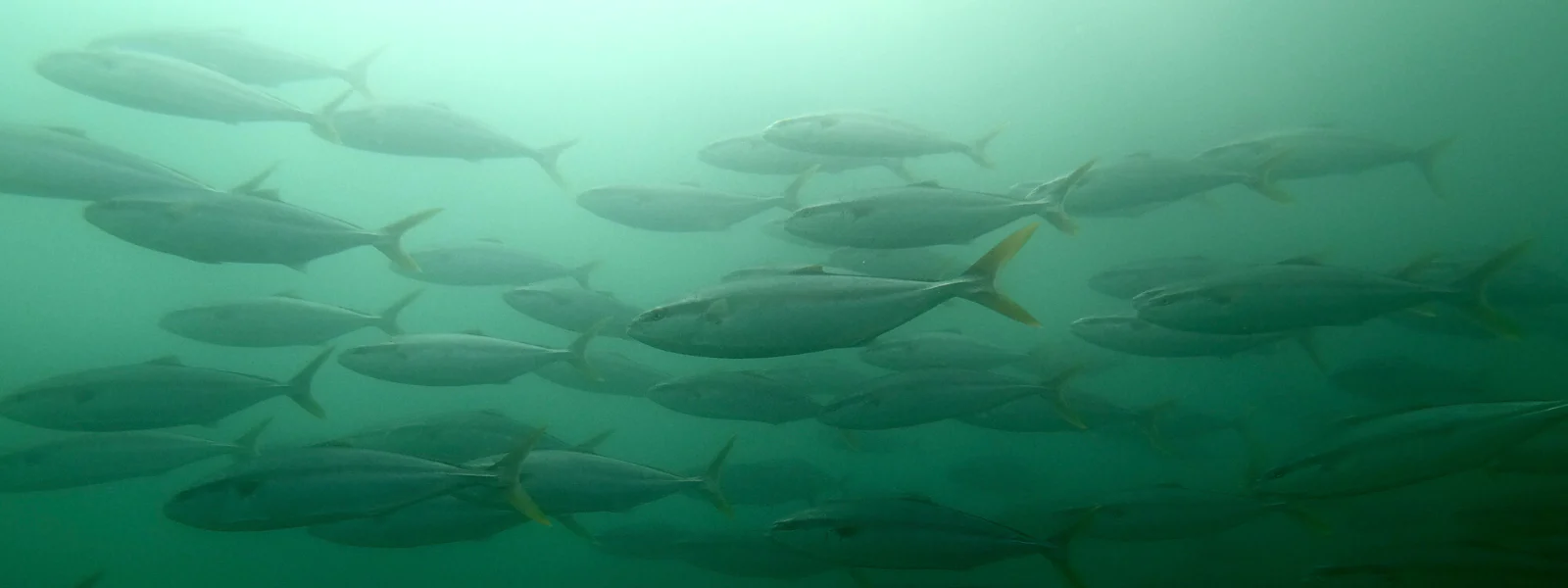 Spear America Sales -Spear America Sales 1